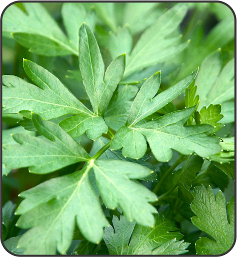 Parsley (अजमोद)Hina (हिना)