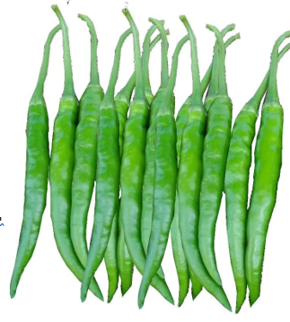 Chilli (मिर्च)SHRINIDHI (श्रीनिधी)