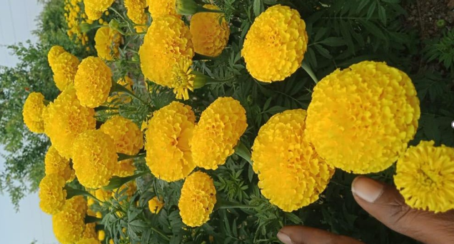 Marigold ( गेंदे का फूल)Srivalli (श्रीवल्ली)