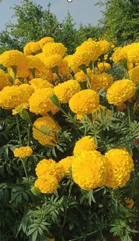Marigold ( गेंदे का फूल)Srivalli (श्रीवल्ली)