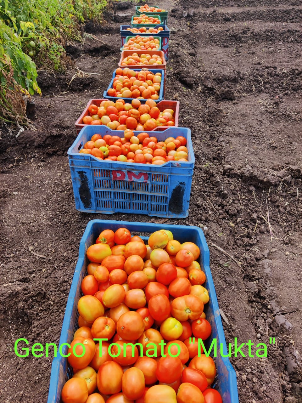 Tomato (टमाटर)Mukta (मुक्ता)