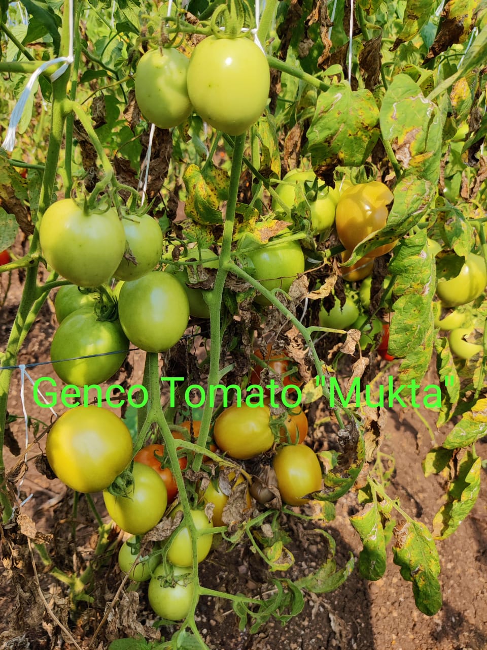 Tomato (टमाटर)Mukta (मुक्ता)