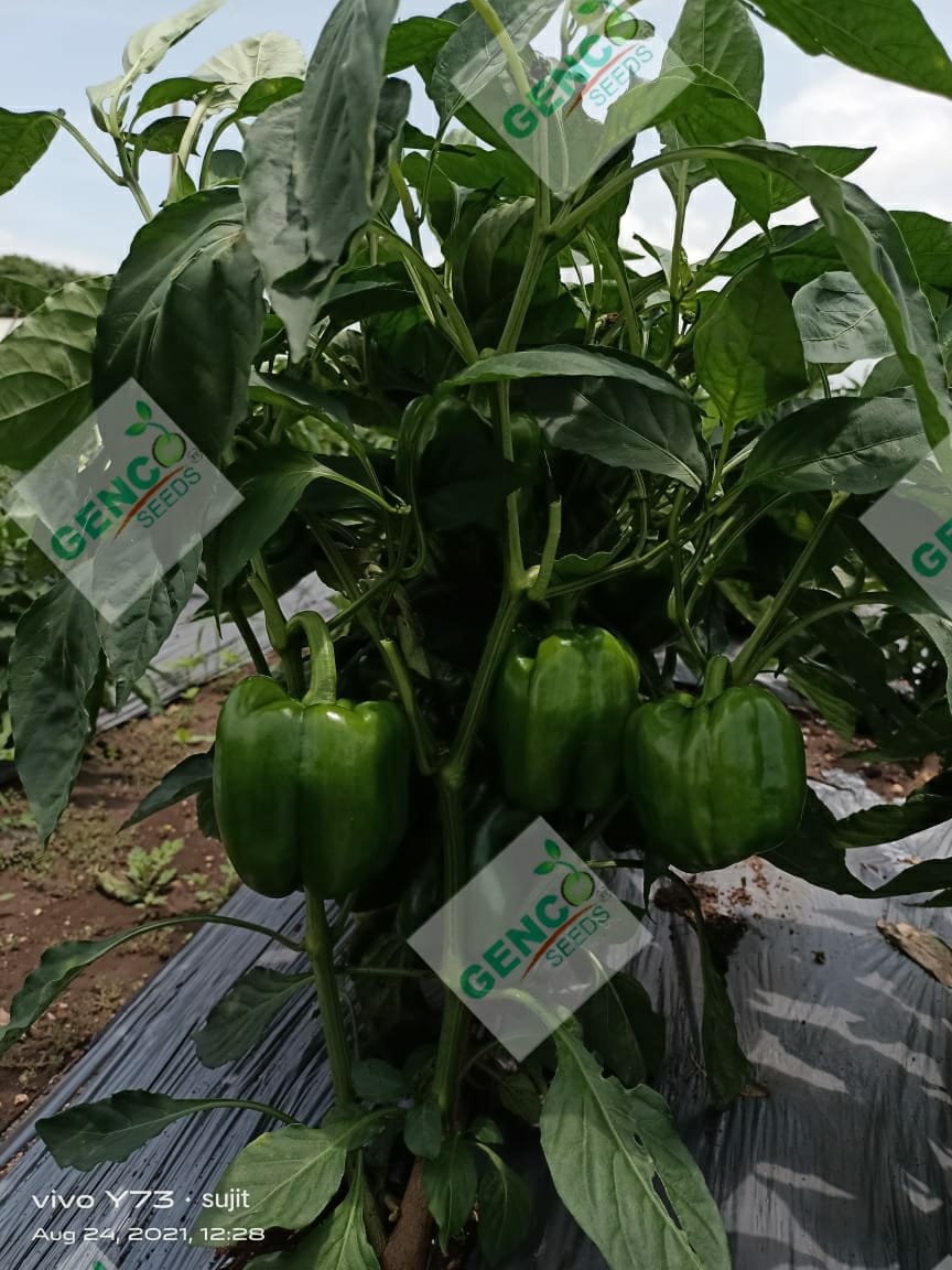 Capsicum (शिमला मिर्च)Zoya (जोया)