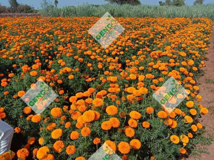 Marigold ( गेंदे का फूल)Narayan (नारायण)