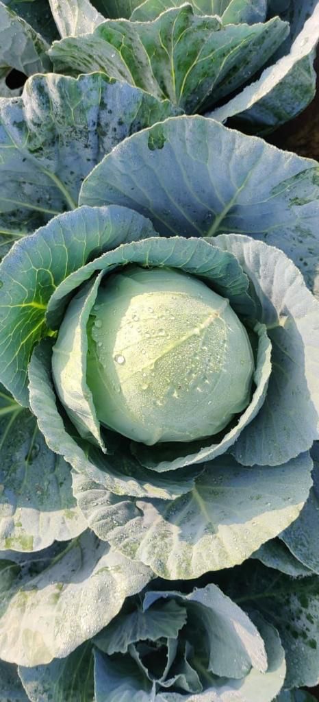 Cabbage (पत्ता गोभी)Palak (पलक)