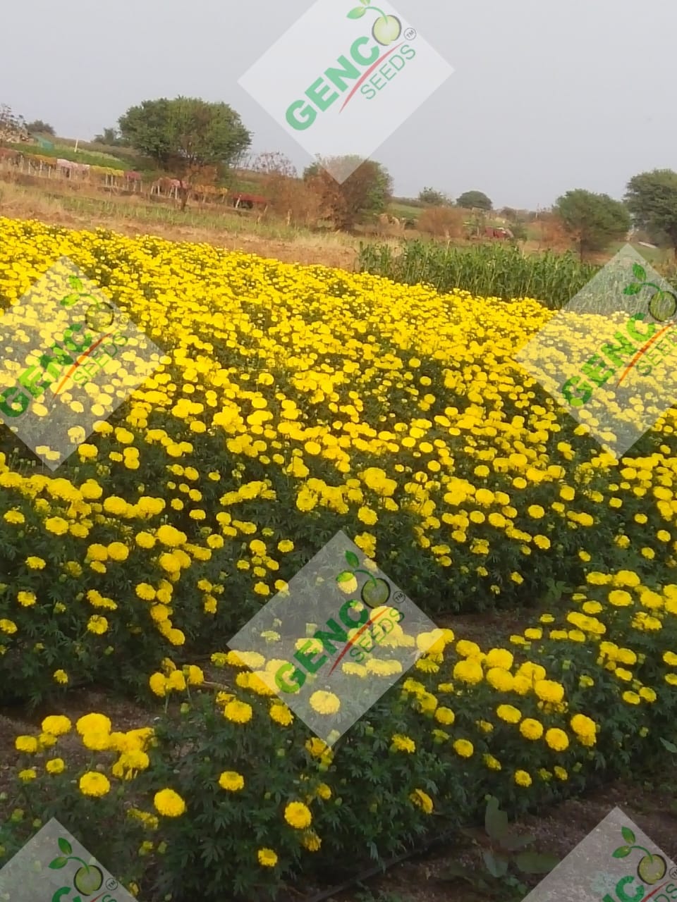 Marigold ( गेंदे का फूल)Laxmi (लक्ष्मी)