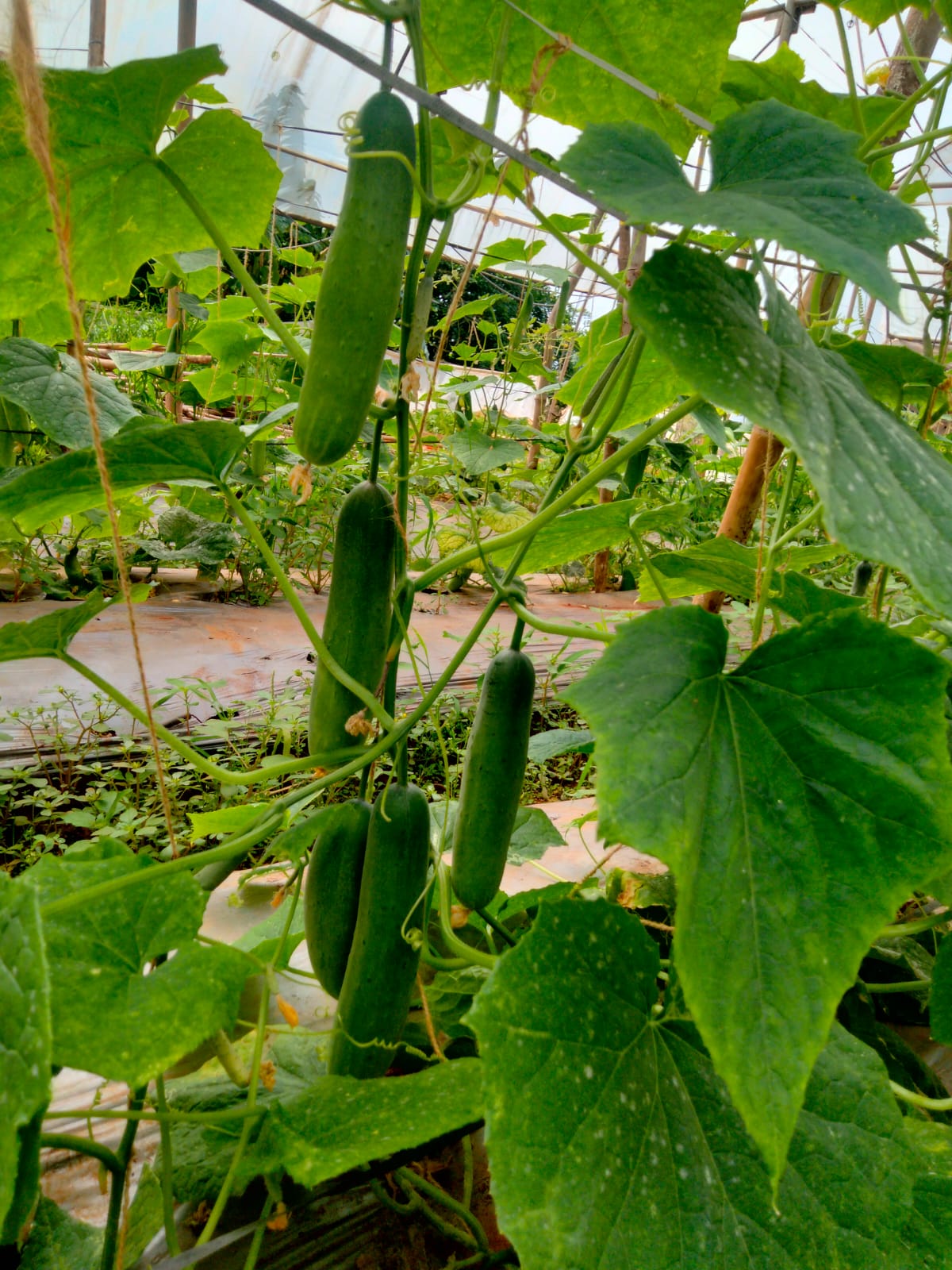 Seedless Cucumber (बीजरहित खीरा)Divya + (दिव्या +)