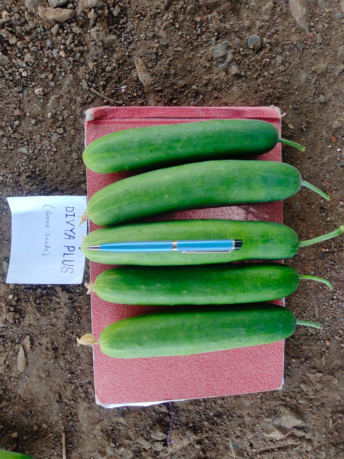 Seedless Cucumber (बीजरहित खीरा)Divya + (दिव्या +)