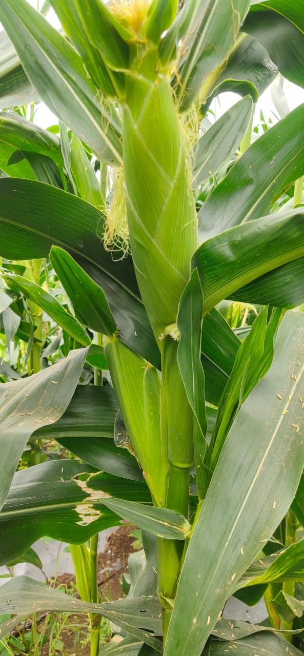 Sweet Corn (स्वीट कॉर्न)Kiyara (कियारा)