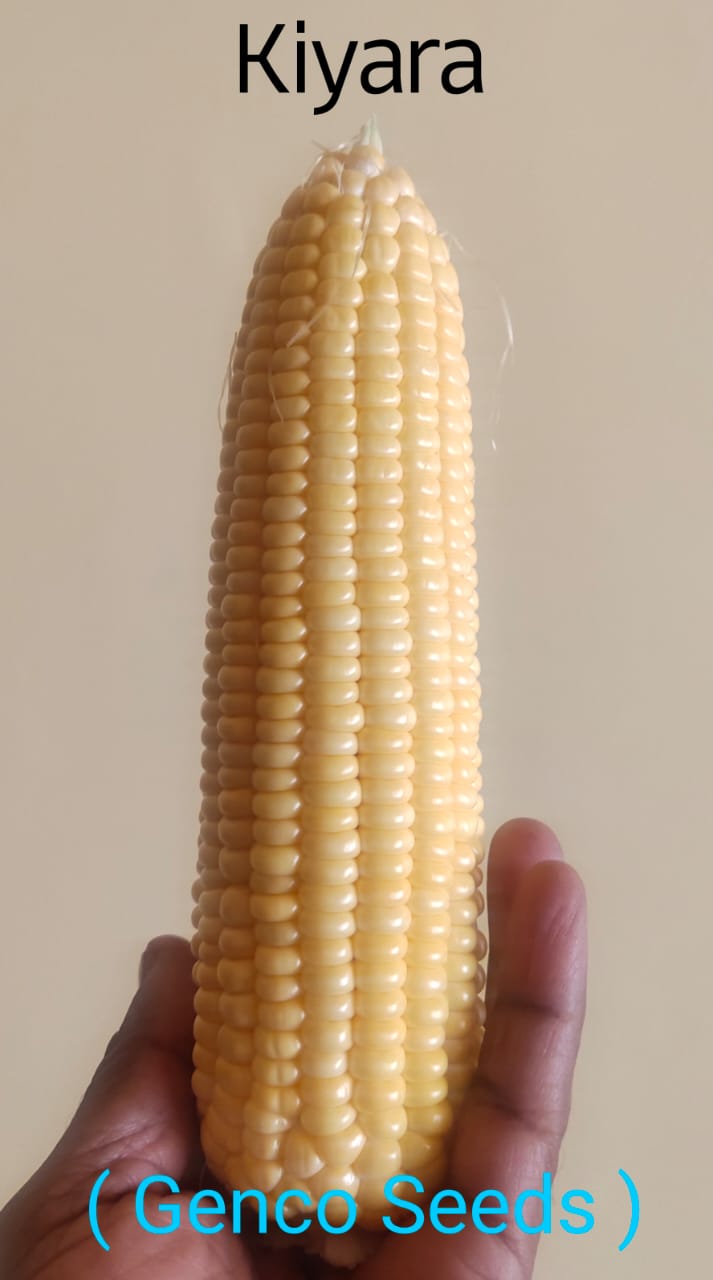 Sweet Corn (स्वीट कॉर्न)Kiyara (कियारा)