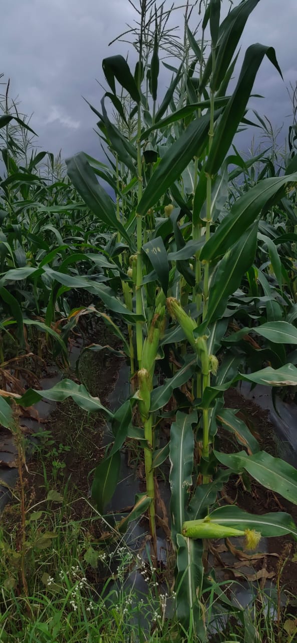 Sweet Corn (स्वीट कॉर्न)Kiyara (कियारा)