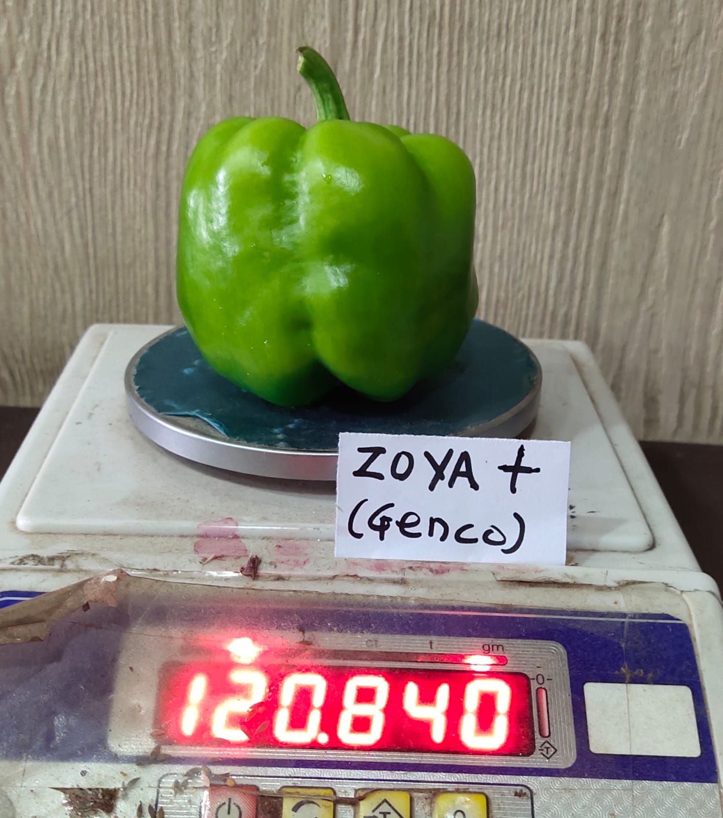 Capsicum (शिमला मिर्च)ZOYA+ ( जोया+)