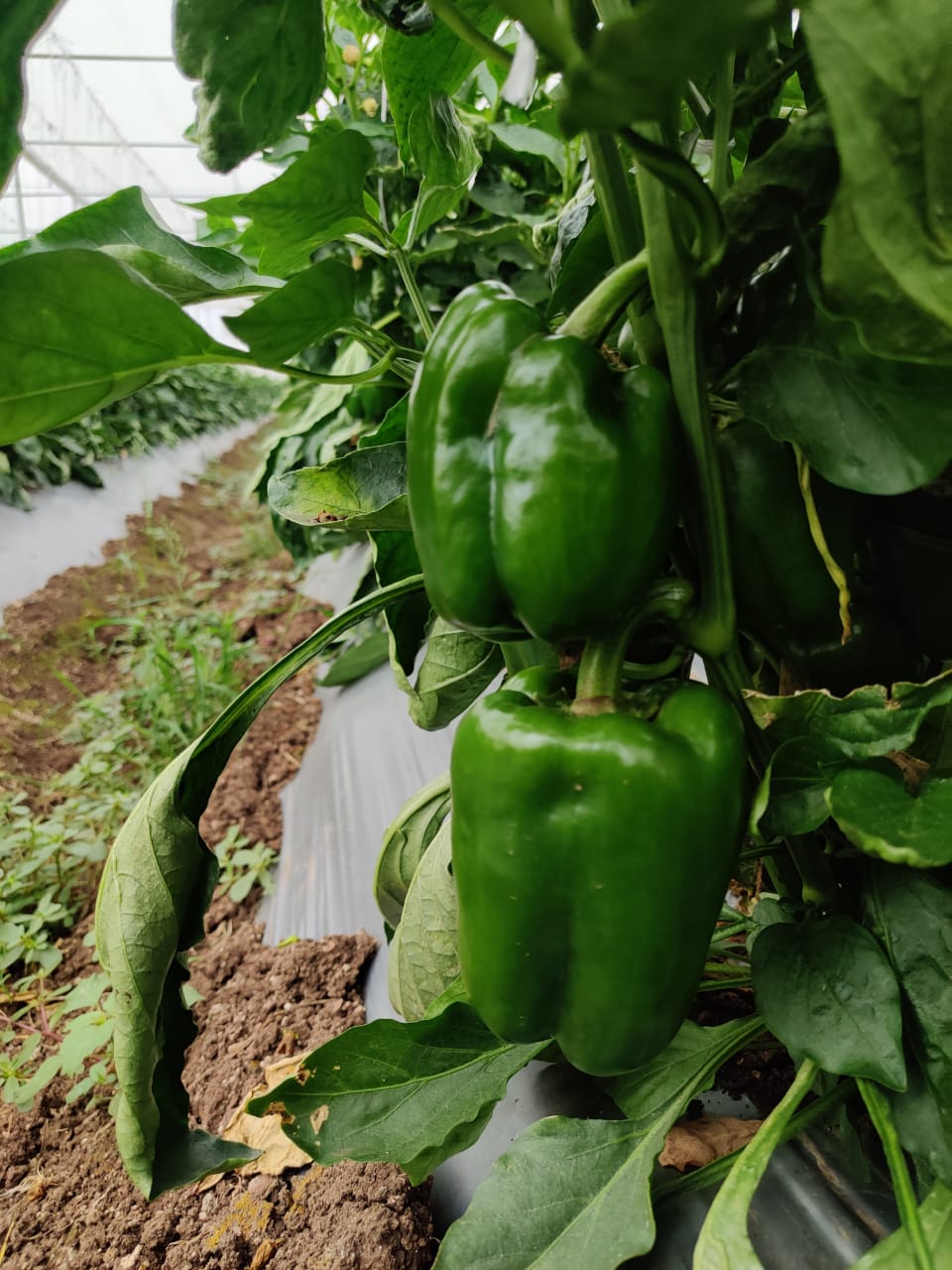 Capsicum (शिमला मिर्च)Zoya (जोया)