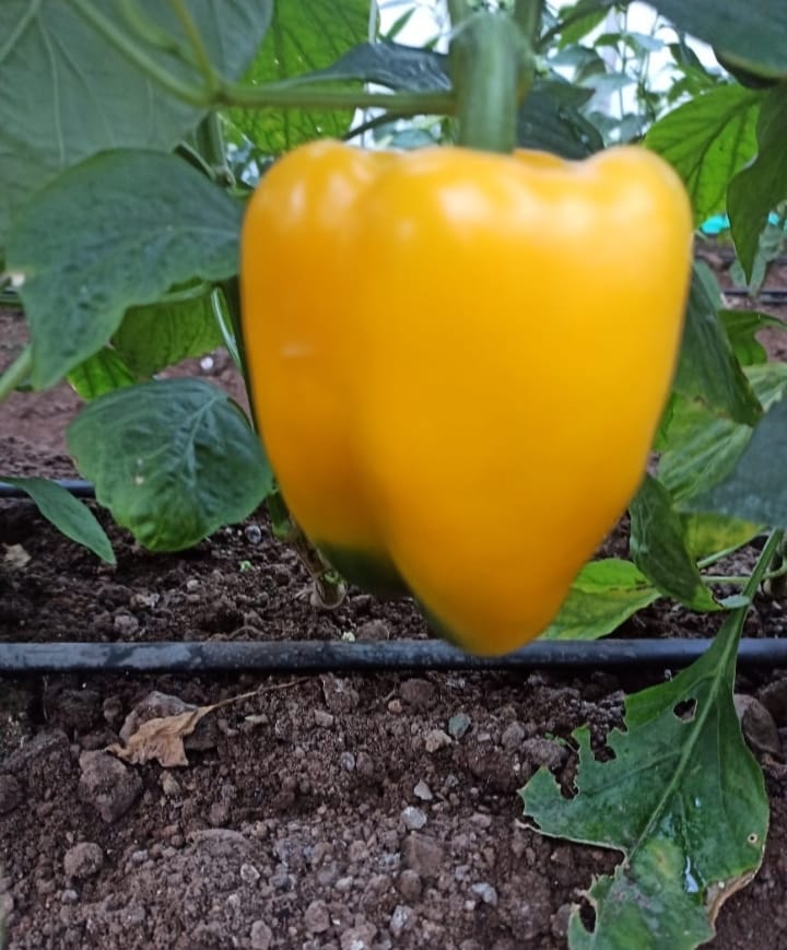 Color Capsicum ( रंगीन शिमला मिर्च)Lucky (Lucky)