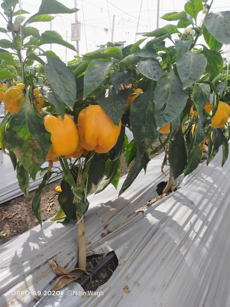 Color Capsicum ( रंगीन शिमला मिर्च)Lucky (Lucky)