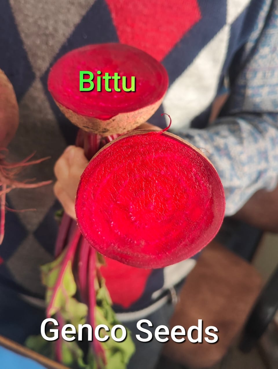Beetroot  (बीट)Bittu (बिट्टू)